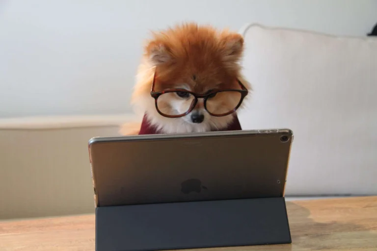 cookie the pom gySMaocSdqs unsplash 1 2048x1365 1